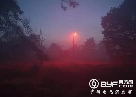 荷兰地方政府为保护蝙蝠设“红光”路灯引争议
