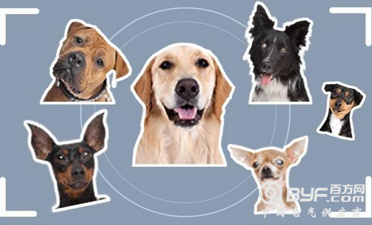 刷屏了!百度公开“狗脸识别”技术真相,网友:后悔没学开发