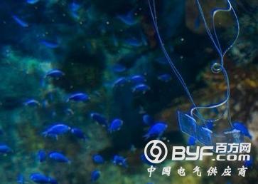 类似鳗鱼的安静型柔性机器人可以潜入鱼群
