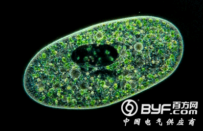 人工智能的进化门槛在于肉身