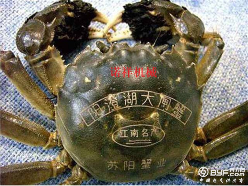 大闸蟹效果