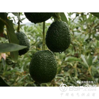 墨西哥牛油果图3